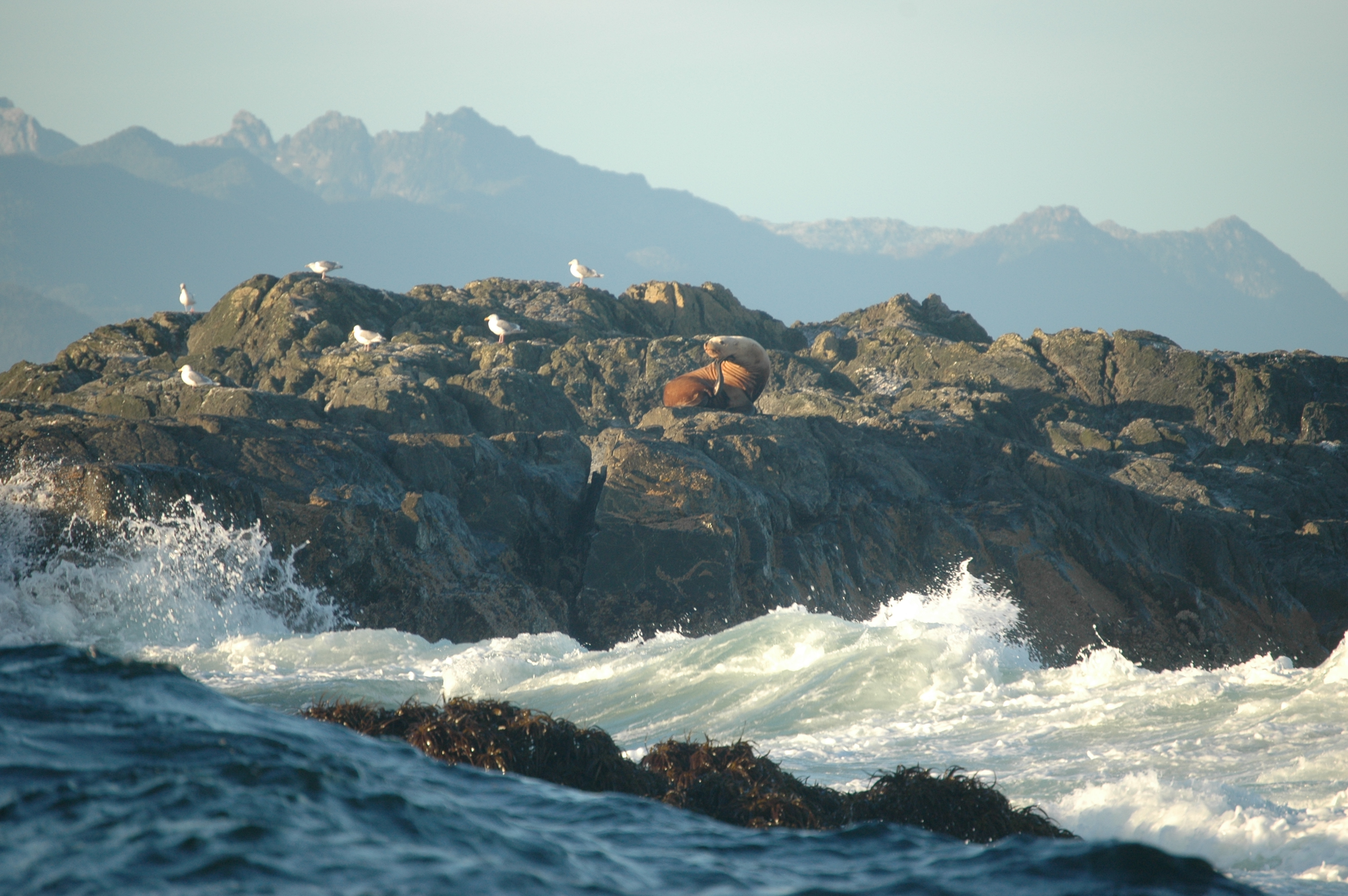 photos/wildlife/Mammal_Species/Steller Sea Lion/20070920-Canada-09.jpg